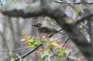 015 Vireo, Blue-headed, 2023-05068937 Parker River NWR, MA